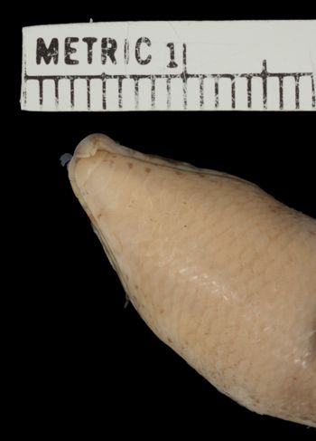 Media type: image;   Herpetology R-20134